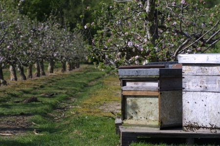 Bee Hives in Cherry Orchard.JPG